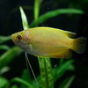 (熱帯魚 生体)ゴールデンハニードワーフグラミー(約4cm)(20匹)【水槽/熱帯魚/観賞魚/飼育】【生体】【通販/販売】【アクアリウム/あくありうむ】【再入荷】