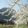 信州りんごの花が咲く