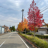 今日の深緑・紅葉！