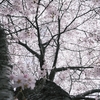 桜流し。