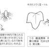 カラスウリとキカラスウリの実のこと２