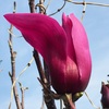 モクレンの花
