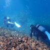 Dive173本目：西表島2本目（バラス東）  2024石垣島旅行記No.60