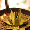 #367 生長の記録〜Agave horrida ssp. horrida②〜