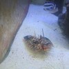 珍魚セミぼうぼう