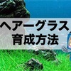 60cm水槽に水草を植える！ヘアーグラスの植え方と注意点