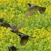 🐣浜離宮恩賜庭園　菜の花畑で鳥とミツバチを合わせて撮影しました❗️