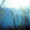【カラダNews】海藻のピンチ⁉︎  和食や菜食はどうなる？