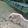 老犬ホームあん｜新人さん ジェミニ^^