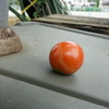 ミニトマト初収穫