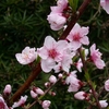 春は来たけど・・・桜はまだ三分咲き