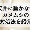 天井に動かないカメムシの対処法を紹介します