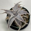 Dyckia 'HU-5 × Bill Baker' の生育記録 