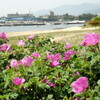 2012/5/17　Early Summer Bloomers