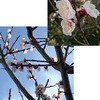 暖かな日々．桜はまだでも，我が家の庭の春の花々は真っ盛り．アンズ，ボケ，カタクリ，スミレ，スイセン，黄梅，クリスマスローズ，椿，西洋シャクナゲ，ビバーナムティヌス，ビオラ，菜の花，ムラサキハナナ．そして，春は，多くの植物にとって，芽吹きの季節でもあります．