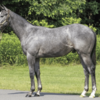 【２０２４年度】インゼルサラブレットクラブ　一口馬主　馬体・血統診断 No.3 チカリータの23