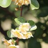 キウイの花