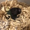 くろごまあん159日目