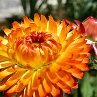 エバーラスティングとかいう シャイニングな花を仕入れてみた はなめも 花屋のメモ帳 エバーラスティングとかいう シャイニングな花を仕入れてみた はなめも 花屋のメモ帳