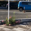 暦の上では立秋というけれど……