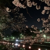 酒津公園の夜桜&#127800;