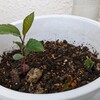 リンゴ、成長中