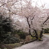 桜！大空山と休山縦走