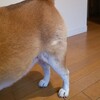 ちくわ、少しずつ換毛期が始まる😱