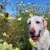 お花畑と翁犬 ２