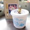 ポット植えアマリリス：手軽に楽しめる大輪のお花