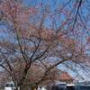 光丸山法輪寺の西行桜　２０２４/３