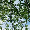 ★皐月のお稽古のお知らせ　一名様限りです★