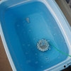 エラ病の回復① 金魚の薬浴について