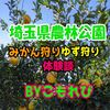 【埼玉県農林公園】みかん狩り、ゆず狩りの体験談【小さい子どもは楽しめる？】