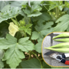 夏野菜　オクラ 26【収穫】
