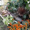 植え付けと配置換えと冬越し準備と挿し芽