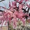 JAぎふ おんさい朝市羽島中央グリーンと百梅園＠岐阜県安八町2025(後編：百梅園＠岐阜県安八町)