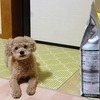 犬用歯ブラシの交換時期