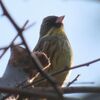 ホーホケキョの初鳴き聞く