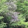 藤の花が咲いている