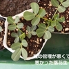 発芽が悪かった落花生を畑へ