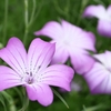 散歩道の花　ムギナデシコほか