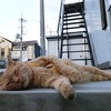 シャーとハァハァ