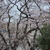 桜咲く