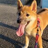 家に帰ると犬が吠える人の話