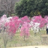 ２０２５ 梅を見る ～ 馬見丘陵公園 ②