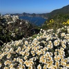 愛媛　高茂岬で力強く咲く野路菊の花