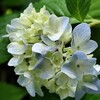 猿橋　紫陽花の散歩道へ