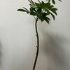 【観葉植物】カポックの枝葉のほとんどを切り落とした