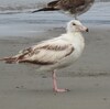 兵庫県西宮市）甲子園浜。ウミネコ（幼鳥）、オオセグロカモメ。